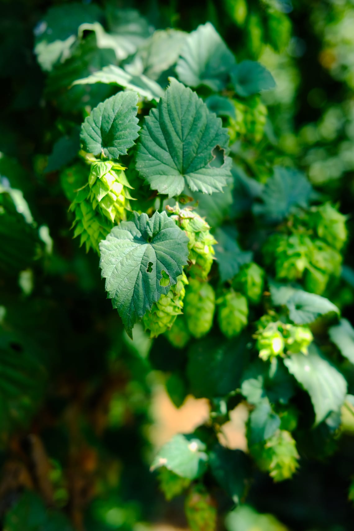 A bine of hops