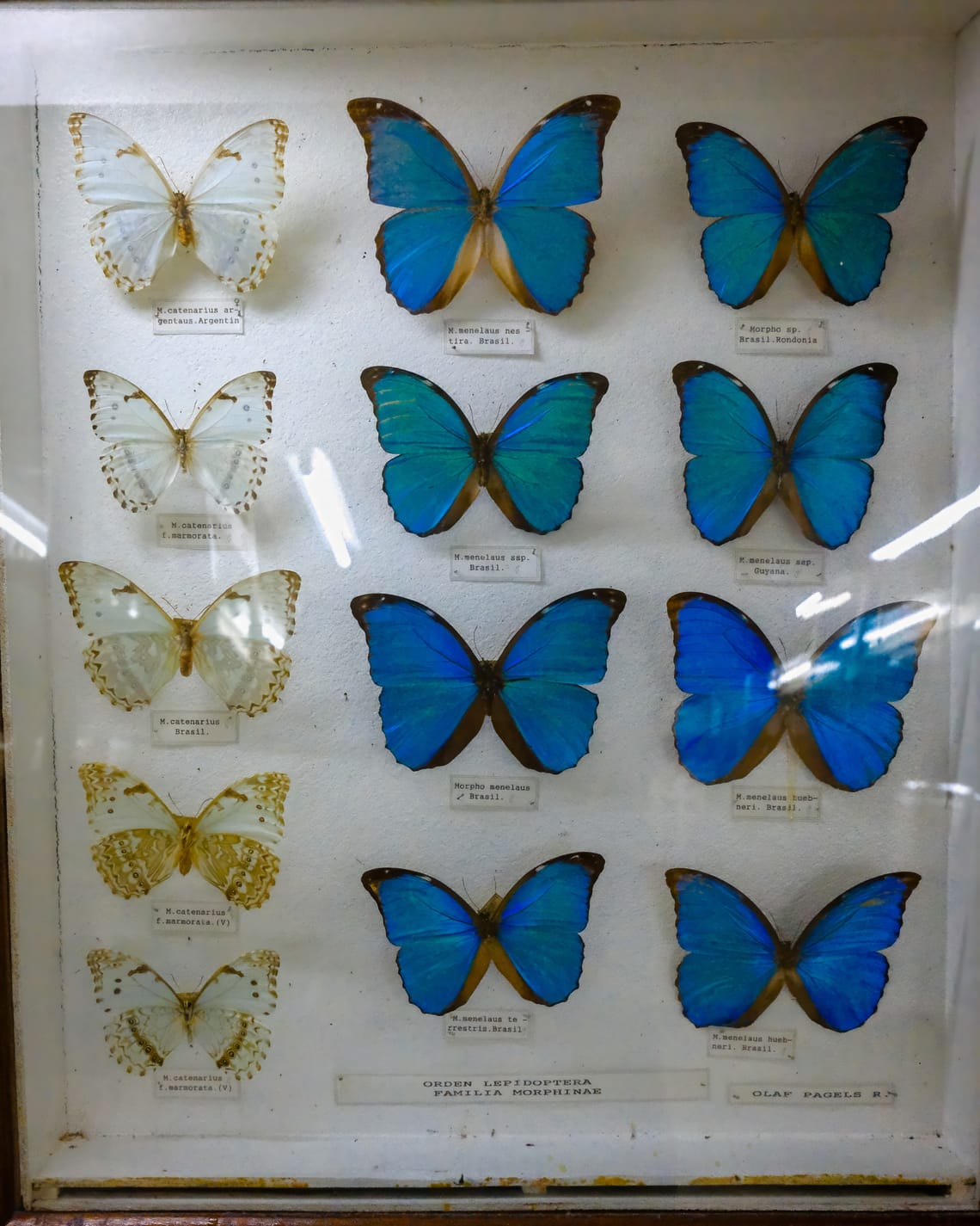 Butterflies of Costa Rica