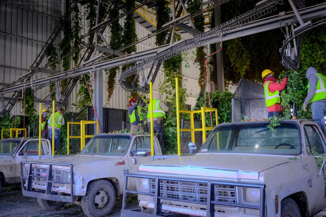 Workers at a hop farm.