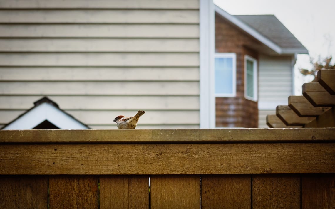 One of my birder shots