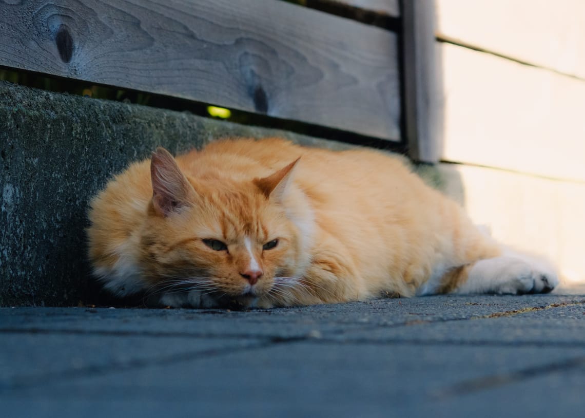 Lazy Traitor Friendo