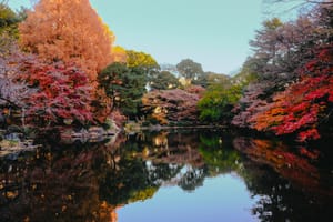 Playing with colors in Shinjuku Gyoen