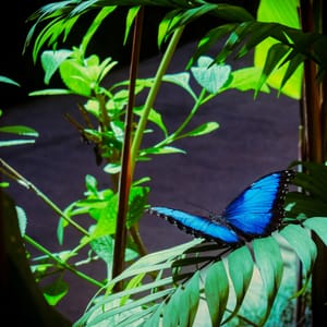 In Costa Rica I went to a national museum with butterflies