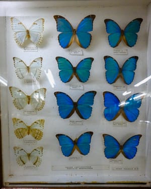 Butterflies of Costa Rica