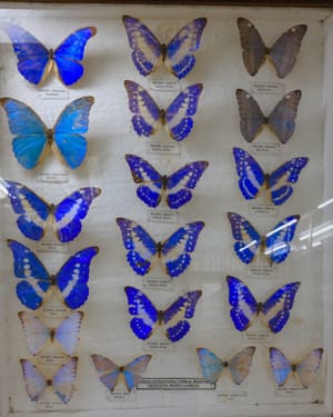 There are so many kinds of blue butterflies!