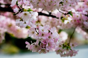 Spring in Seattle has sprung