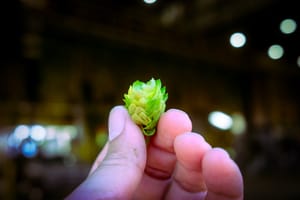 It's fresh hop season!!!